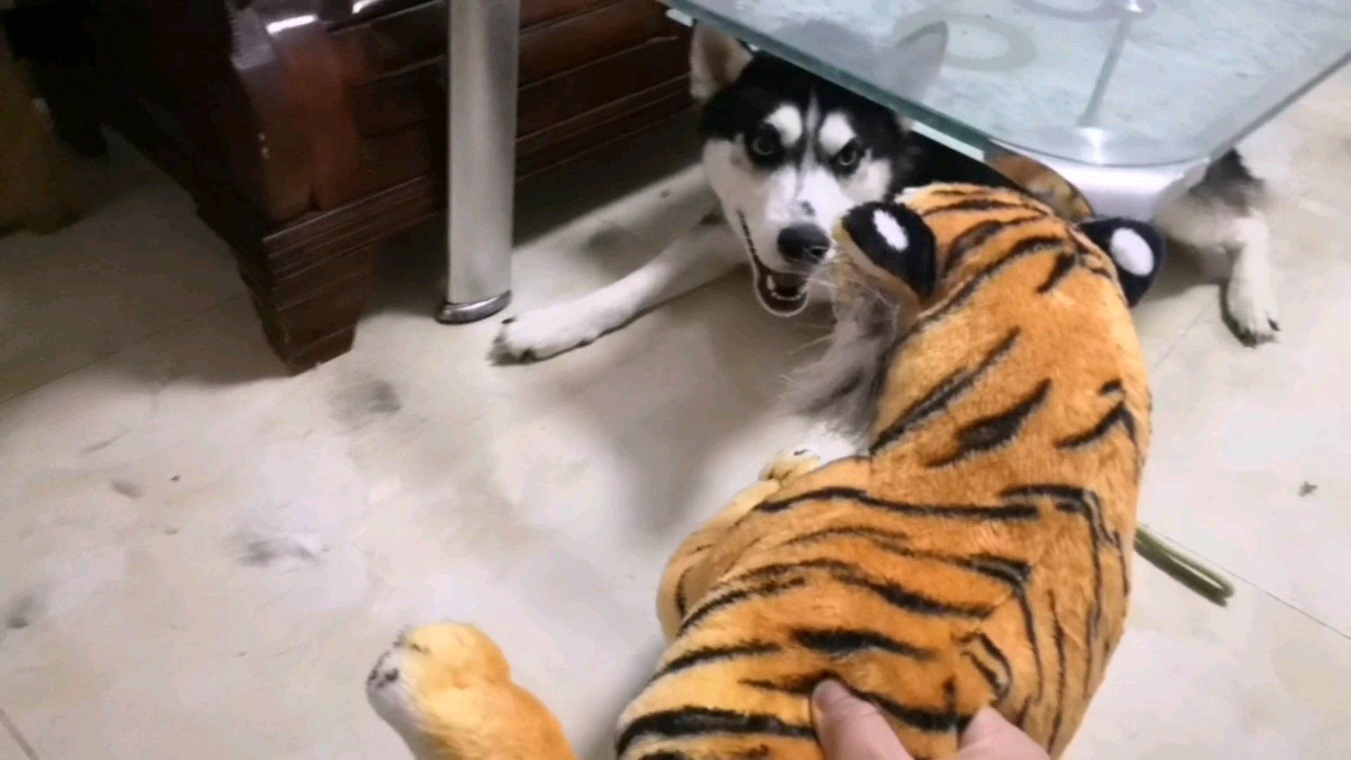 趁哈士奇睡觉,往二哈身边放个老虎,这可把二哈吓惨了!